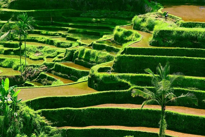 Private Shore Excursion: Customized Best of Bali Tour - Small Details That Make Temple Visits Easier