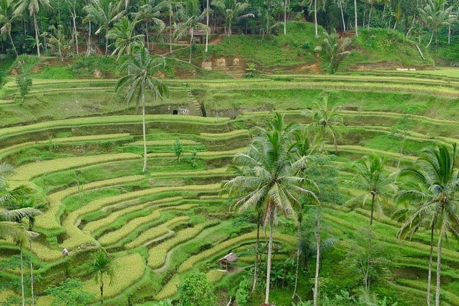 Private Shore Excursion: Highlights of Bali - Price and what $40 per person really buys