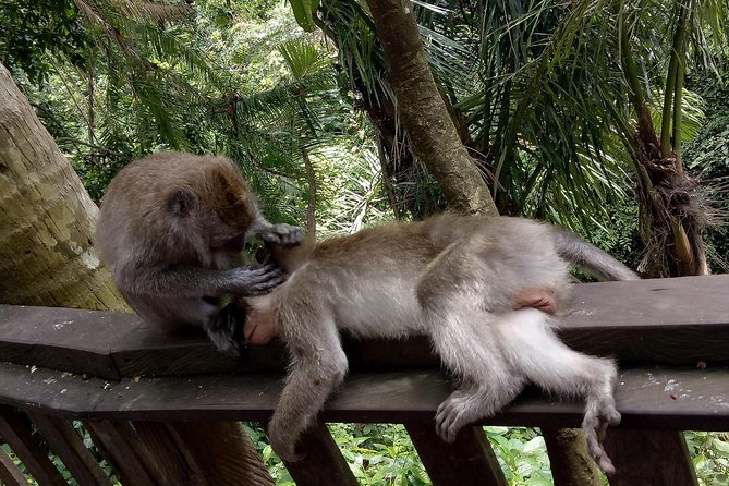 Private Tour to Sumampan Waterfall, Monkey forest, Rice terraces and Swing - Tegallalang Rice Terraces: A Walk That Makes Ubud Feel Real