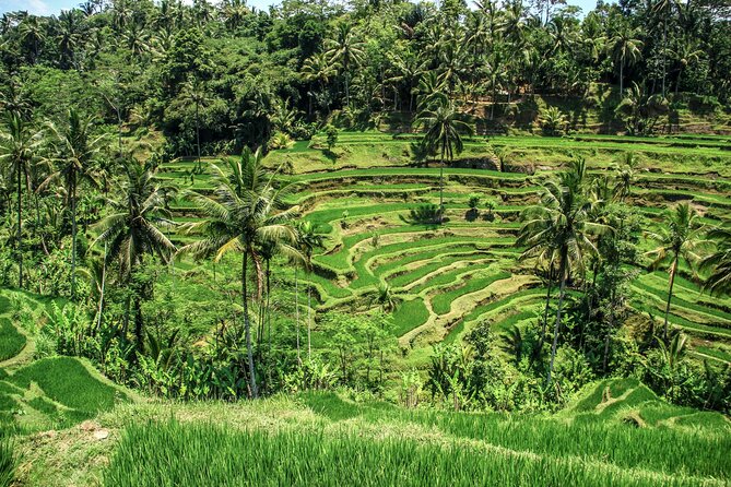 Private Ubud Tour: Monkey Forest, Waterfall & Rice Terrace - Why This Private Ubud Tour Feels Like Your Own Schedule