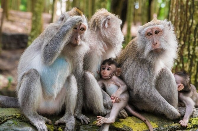 Private Ubud Tour: Monkey Forest, Waterfall & Rice Terrace - Tegalalang Rice Terrace: When Your Photos Depend on Timing