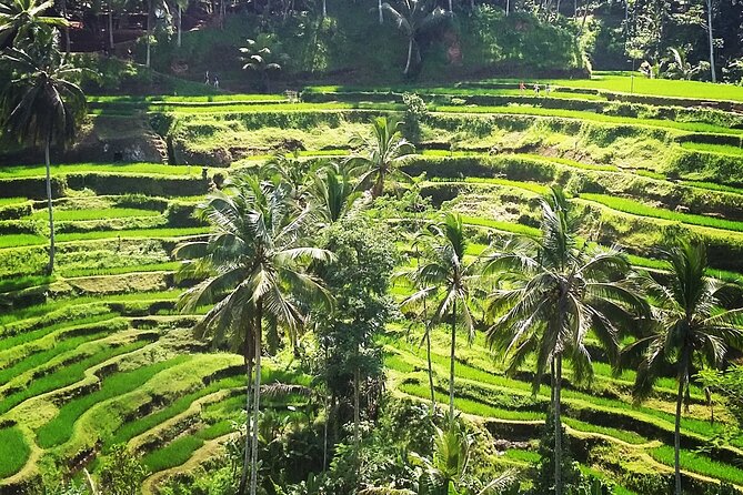 Private ubud tour : Temple Bathing + Mount Batur + Rice Terrace. - Guides, professionalism, and why private service matters here