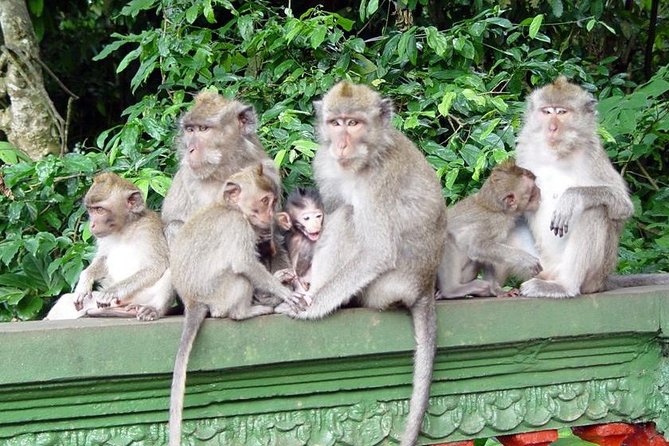 Royal Family Temple, Monkey Forest, and Tanah Lot Sunset Tour - Stop 2: Alas Kedaton Monkey Forest, Watch Wildlife the Right Way