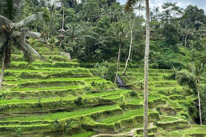 Sacred Spring Experience - Ubud Tour - Pickup and Aji the driver, the real engine of the day