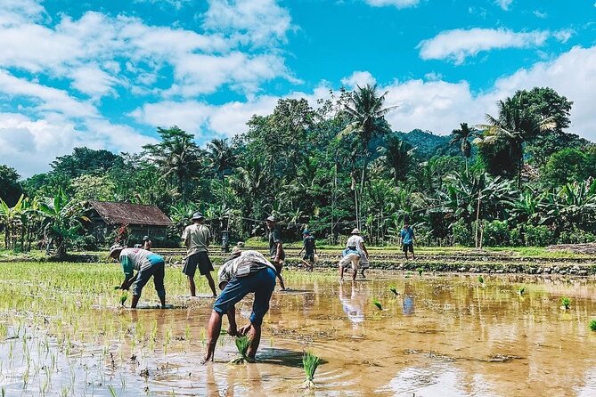 Sidemen Trekking: A Walk from a Different Perspective - The walk starts: from Sidemen streets to rice paddy paths