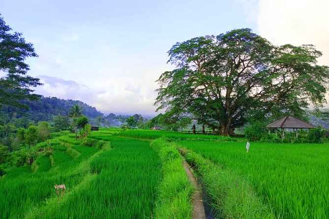 Sidemen Trekking with Cultural Encounters and Nature Views - Selisian Views, Mt. Agung Framed With Everyday Farming