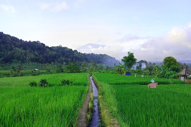 Sidemen Trekking with Cultural Encounters and Nature Views - Cepug Rice View, A Short Stop That Changes the Mood