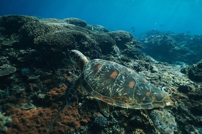 Snorkeling 4 Spots, Manta Rays, Tembeling Pool & Kelingking Beach - The shared-transport setup: small-group flow, not a chaotic free-for-all