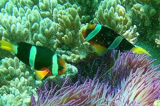 Snorkeling at Blue Lagoon Bali with Lunch and Transport - Should you book it?