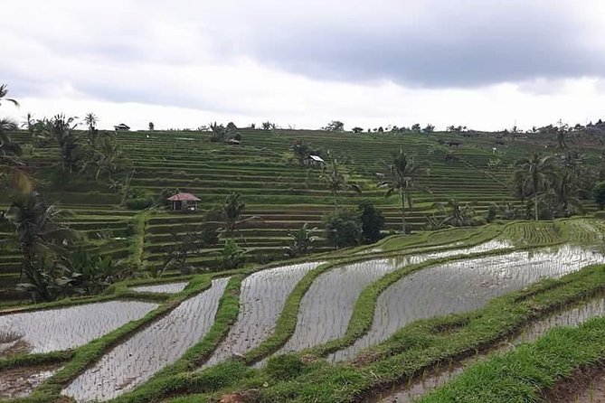 Tanah Lot and North Bali Private Tour - All inclusive - What’s Included, What’s Not, and How to Plan Your Day