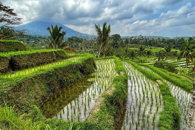 Tanah Lot - Ulun Danu Beratan Temple - Scenic Countryside Tour - Why this countryside day feels worth the drive from Ubud