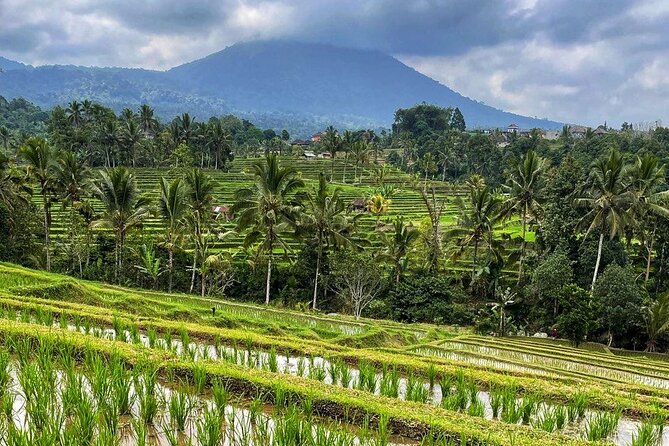 Tanah Lot - Ulun Danu Beratan Temple - Scenic Countryside Tour - Banyumala Twin Waterfalls: jungle time with a real natural payoff