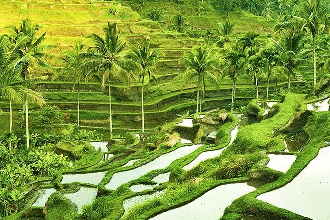The Popular Of Ubud Private Day Tour - Price and value: what $33.51 per person really buys