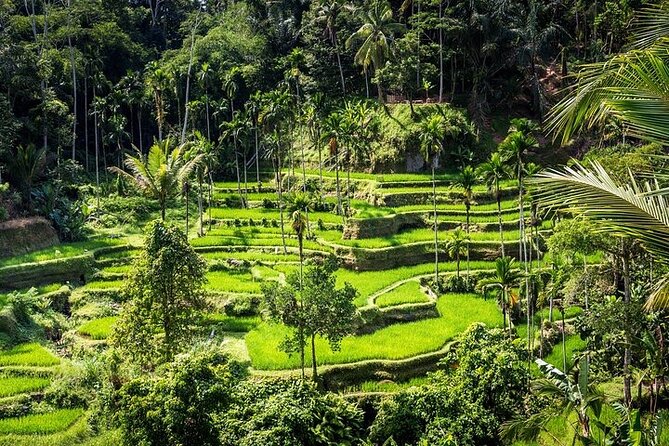 Top Ubud Attractions: Private Full-Day Guided Tour - Why this private Ubud route makes sense