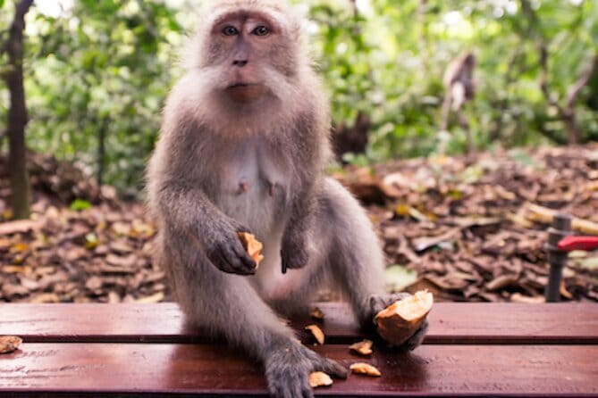 Ubud 1 Day Tour (Private & All-Inclusive) - Key highlights to know before you go