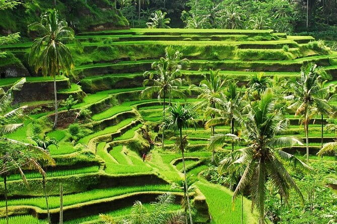 Ubud 1 Day Tour (Private & All-Inclusive) - Tegalalang Rice Terrace: photo-famous, so plan your strategy