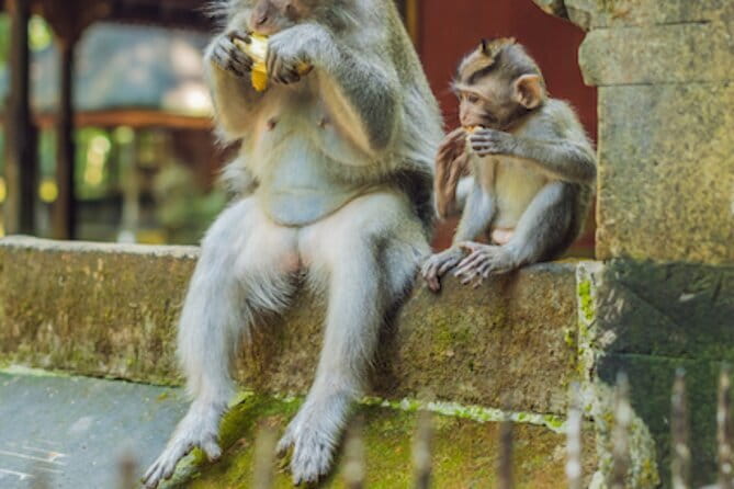 Ubud 1 Day Tour (Private & All-Inclusive) - Sacred Monkey Forest Sanctuary: a fun stop with real behavior rules