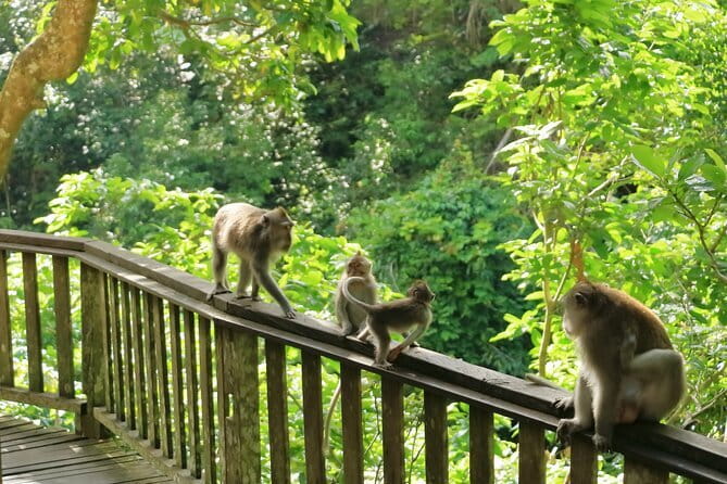 Ubud All-Inclusive Tour with Swing and Lunch - Tirta Empul Temple, the sacred spring purification stop