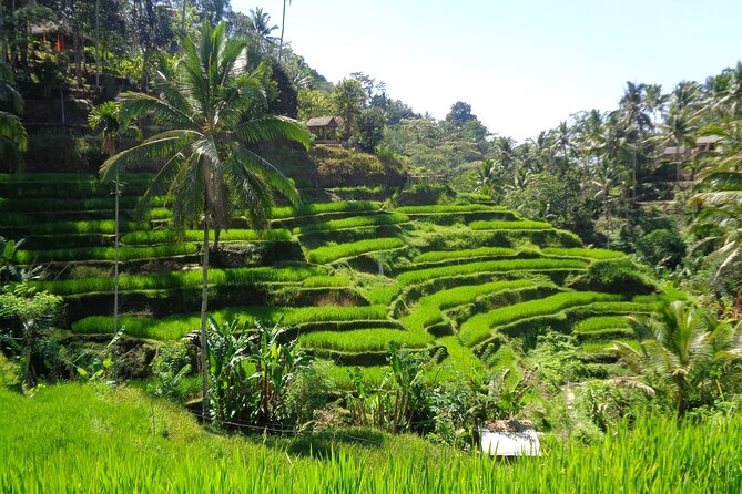 Ubud ATV ride Adventure and water rafting - Group size and private setup: what it means in real life