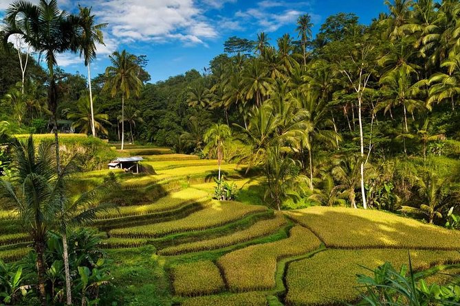 Ubud City Tour II: Monkey Forest, Palace, Art Market, and Rice Terrace - Happy Swing Bali: the adrenaline stop built into the route