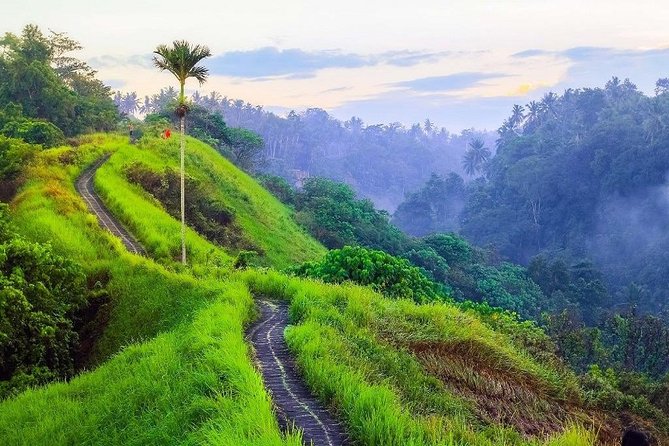 Ubud Countryside Tour: Campuhan Ridge Walk and Rice Terrace - Stop 2: Campuhan Ridge Walk for easy nature and good walking legs