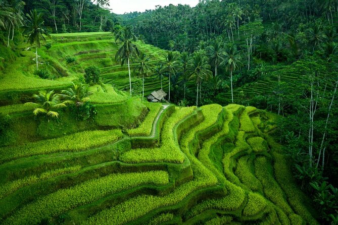 Ubud Countryside Tour: Campuhan Ridge Walk and Rice Terrace - Stop 4: Tirta Empul Temple and spring-water rituals
