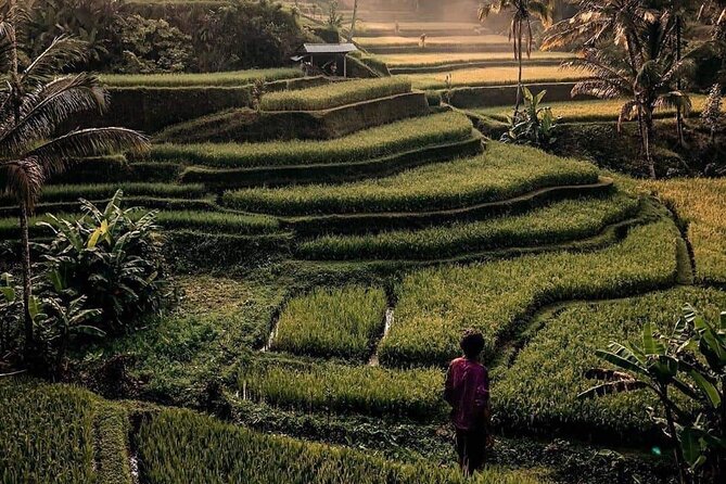 Ubud Customized Full Day Tour - Visit Most favorite In Ubud - Monkey Forest, Ubud Market, and Jungle Swing: Your Choose-Your-Own-Adventure Options
