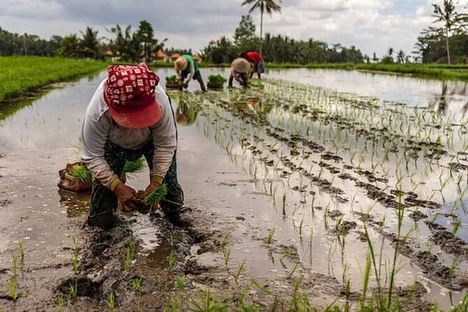 Ubud: Downhill Cycling with Volcano, Rice Terraces and Meal - Value check: why about $36.66 feels fair for 6 hours