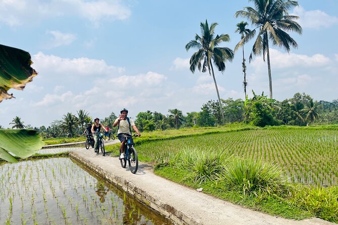 Ubud eBikes Tour to Tegallalang Rice Terrace - Tegallalang Rice Terrace: where the lunch view actually delivers