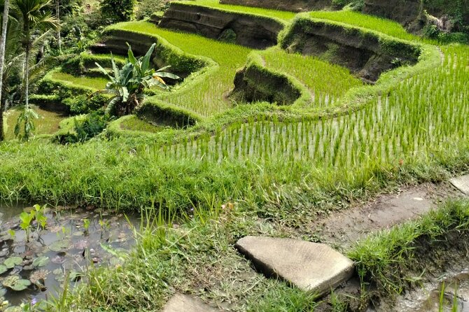 Ubud Explorer Private Day Tour - Stop 3: Sacred Monkey Forest Sanctuary, Feeding and Ecology, Plus Stairs