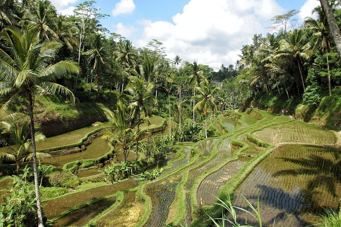 Ubud Explorer Private Day Tour - Stop 4: Tegalalang Rice Terrace, Iconic Views With a Controlled Time Block