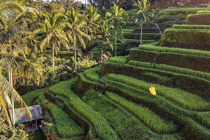 Ubud Hidden Waterfalls and Rice Terrace Tours - Price, logistics, and why the guide matters most