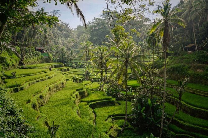 Ubud Highlight: Best of Ubud Private Day Tour with Local Guide - Hotel pickup and an air-conditioned game plan