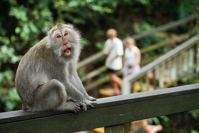 Ubud Highlight: Best of Ubud Private Day Tour with Local Guide - Kanto Lampo Waterfall, a jungle swim-and-photo break