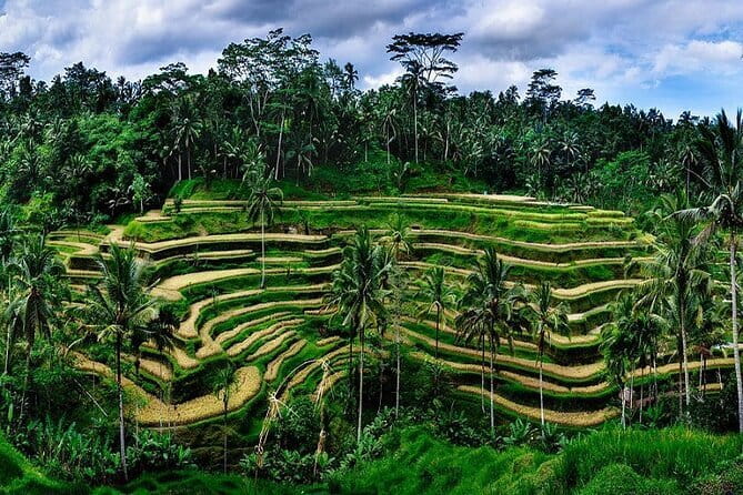 Ubud Highlight Private Charter with Jungle Swing - A full Ubud day that mixes sacred sites with real craft life