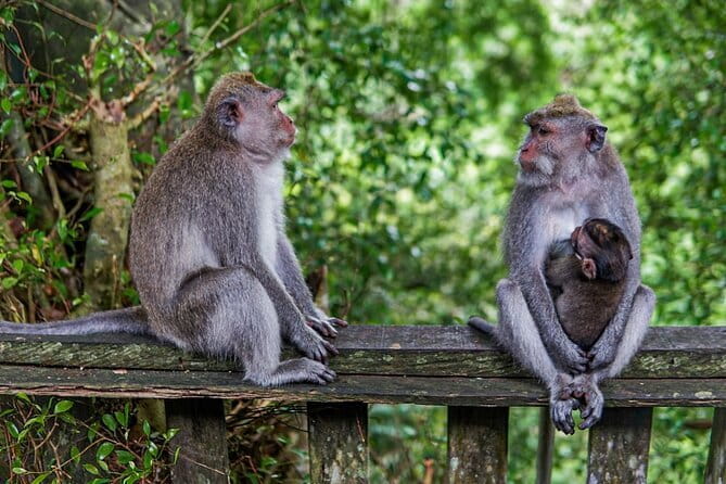 Ubud Highlight Private Charter with Jungle Swing - Celuk village for jewelry making, plus Ubud’s Art Market browsing