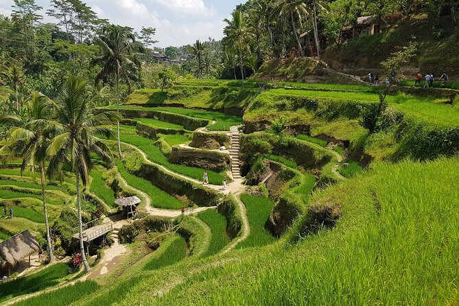 Ubud Highlights Rice Terraces, Temple, Waterfall & Monkeys forest - A Smart Way To See Ubud Icons Without Overplanning