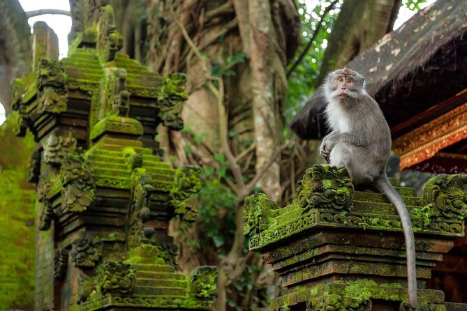 Ubud Highlights Rice Terraces, Temple, Waterfall & Monkeys forest - Tegenungan Waterfall, When Nature Finally Gets to Be the Main Character