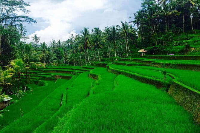 Ubud Highlights Tour ( Private All-Inclusive ) - A 9:00 am start that keeps the day from slipping away