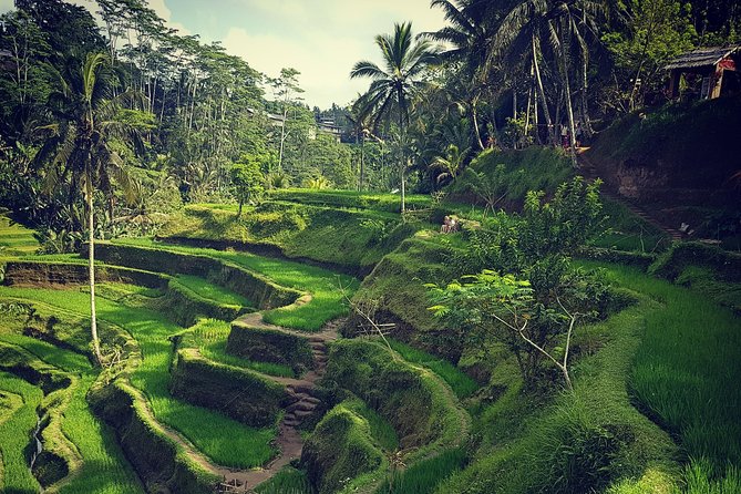 Ubud iconic waterfall and temple tours - Tegalalang Rice Terrace: walking, swing time, and tea and coffee tasting