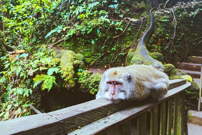 Ubud Jungle Adventure: Tirta Empul & Bali Swing - Why this Ubud day feels efficient, not rushed
