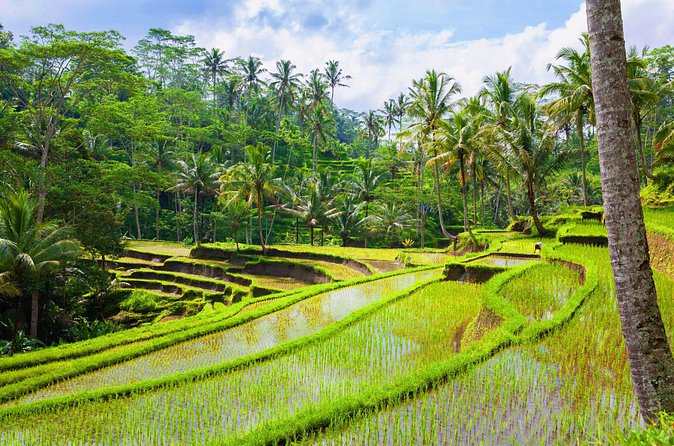 Ubud Jungle Adventure: Tirta Empul & Bali Swing - Tirta Empul Temple: seeing purification at the Holy Spring Temple