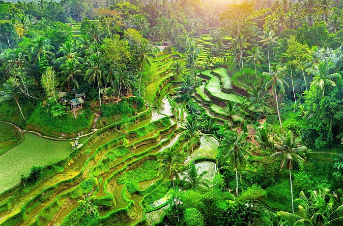 Ubud Jungle Adventure: Tirta Empul & Bali Swing - Price and logistics: what $64 buys you in real terms