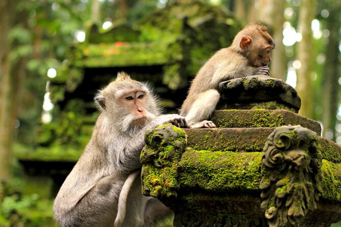 Ubud Jungle Adventure: Tirta Empul & Bali Swing - Mr. Bagus and the kind of service that makes a difference