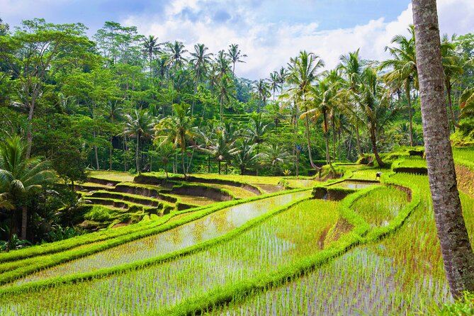Ubud Jungle Adventure: Tirta Empul & Bali Swing - Sacred Monkey Forest Sanctuary: temples, long-tailed macaques, and basic “be smart” rules