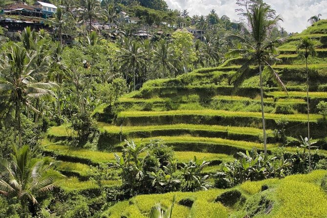 Ubud Monkey Forest, Rice Terrace & Tirta Empul Temple Tour - Price and What $24.30 Really Buys in Ubud