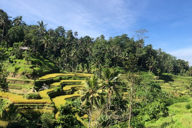 Ubud : Monkey Forest, Rice Terrace, Waterfall, Swing - Why this Ubud tour is such an easy yes