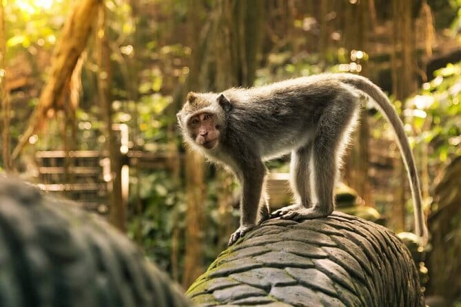 Ubud: Monkey Forest, Rice Terraces and Jungle Swing Tour - Key highlights to know before you go