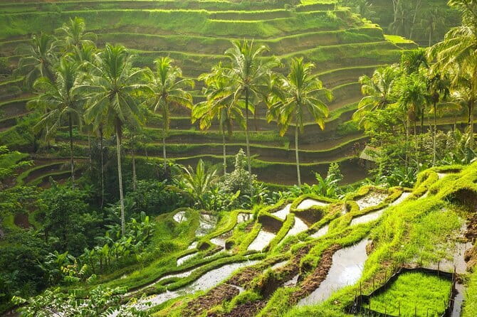 Ubud: Monkey Forest, Rice Terraces and Jungle Swing Tour - How this Ubud combo tour fits into a real vacation day