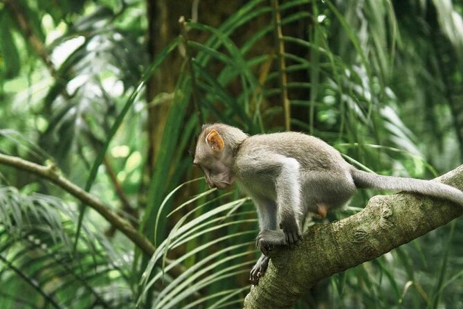 Ubud Monkey Forest, Scenic Rice Terrace with Swing and Waterfall - Private pickup and an air-conditioned car that actually helps
